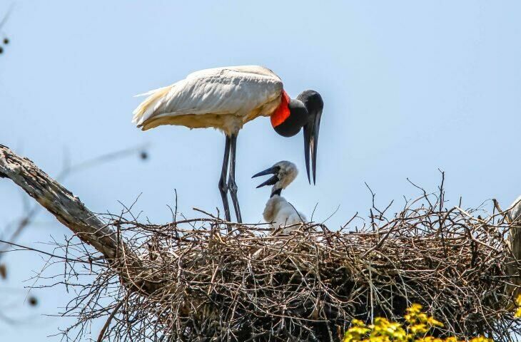 Imagem de compartilhamento para o artigo Eduardo Riedel busca recursos internacionais para a preservação do Pantanal e recuperação do Rio Taquari  da MS Todo dia